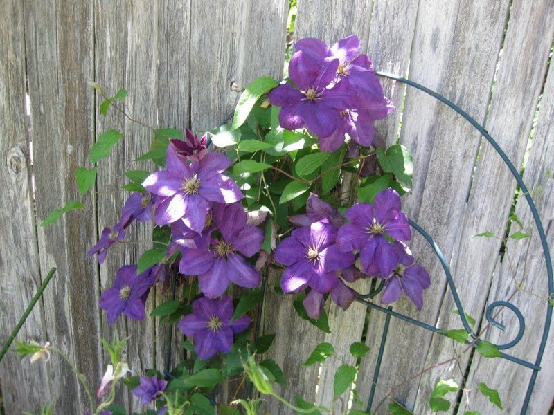 Purple Clematis